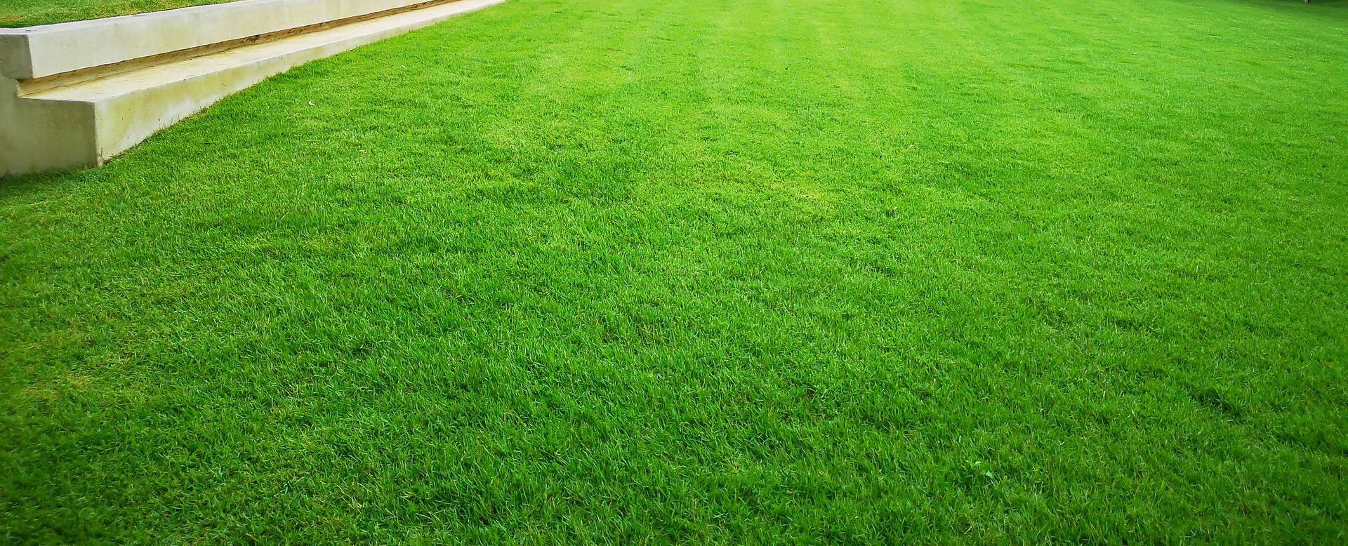 A close up of a lush green lawn with stairs in the background.