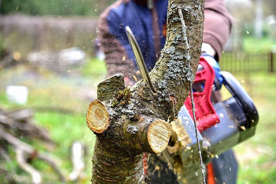 Tree Trimming