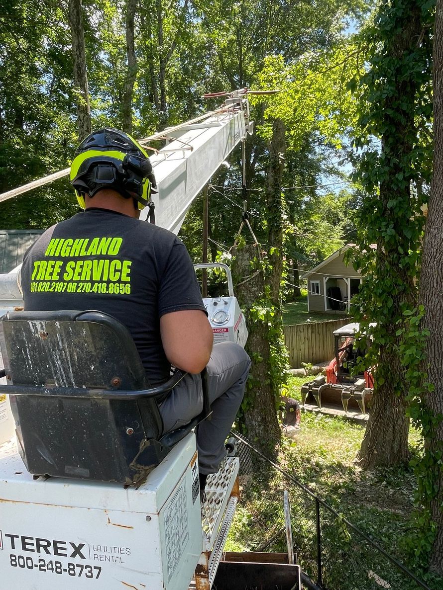 tree removal services near me 
