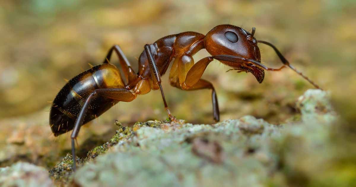 Ant on a textured surface, brown and black with large mandibles common in Spokane Washington.