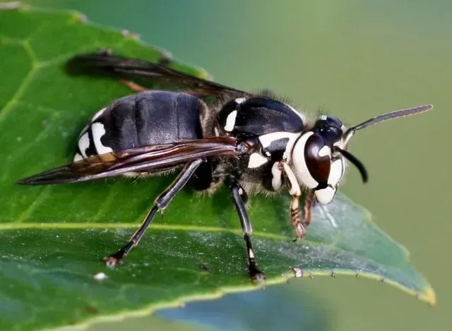 Black and white bald-faced hornet with wings, resting on a green leaf common in North Idaho and Spokane.