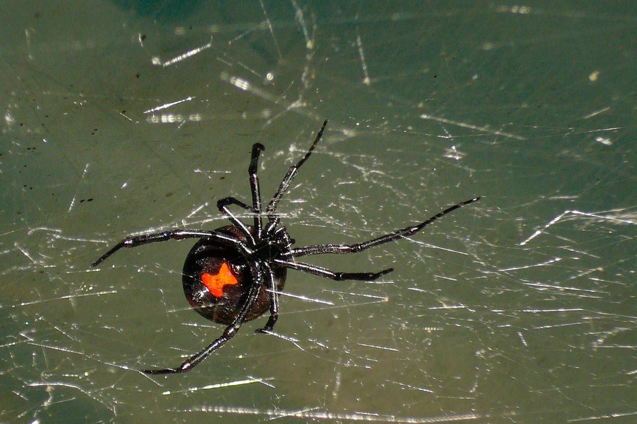 Black widow spider with red hourglass marking on its underside in its web in a crawlspace.