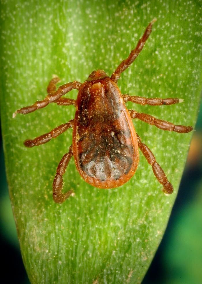 Tick on a green leaf. Brown body, eight legs common in Coeur d'Alene