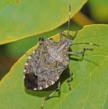 Brown marmorated stink bug on a green leaf; mottled pattern, striped edges common in Liberty Lake.