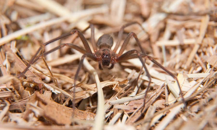 Brown recluse spider on dry leaves and straw outside a house in CDA Idaho.