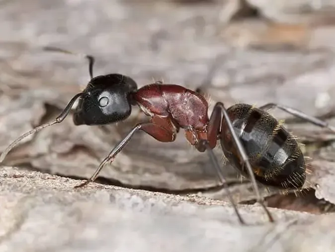 Carpenter ant on rough bark, black head, reddish thorax, black and striped abdomen common in Coeur d'Alene.