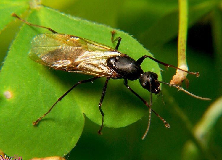 Winged carpenter ant on green leaf common in Gozzer Ranch.