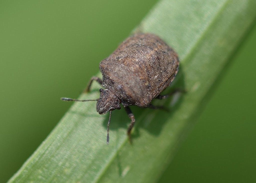 Brown stink bug on a green blade of grass common in Post Falls Idaho