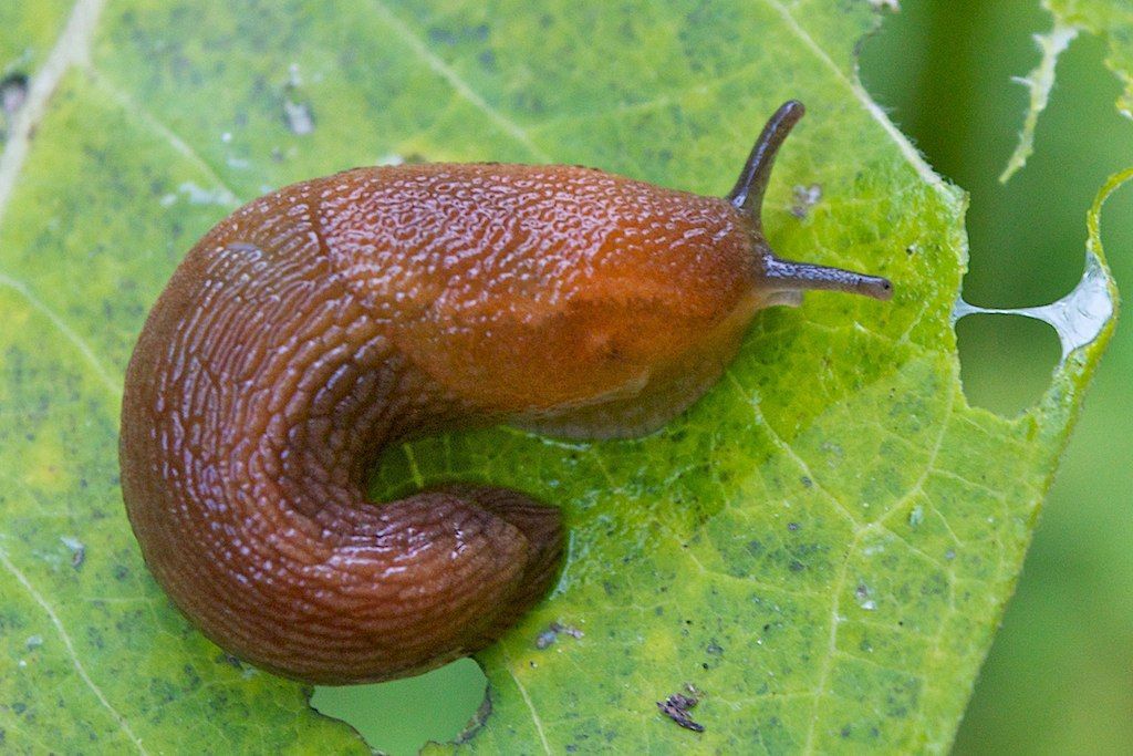 Brown slug on a green leaf with bite marks, foraging common in Spokane Washington.