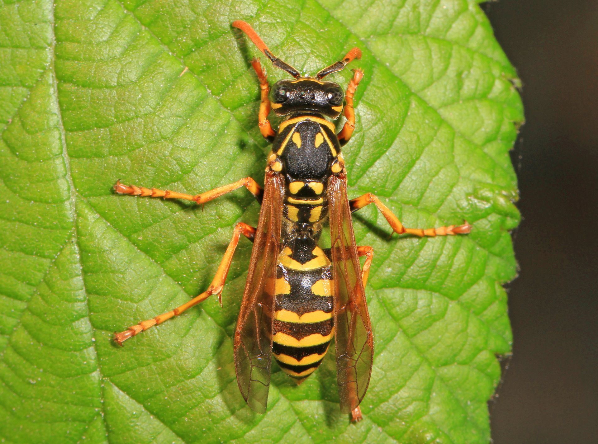 Yellow and black wasp on a green leaf next to a house on Lake CDA