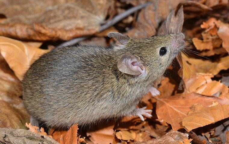 Brown mouse with large ears, common near homes at Black Rock Idaho.