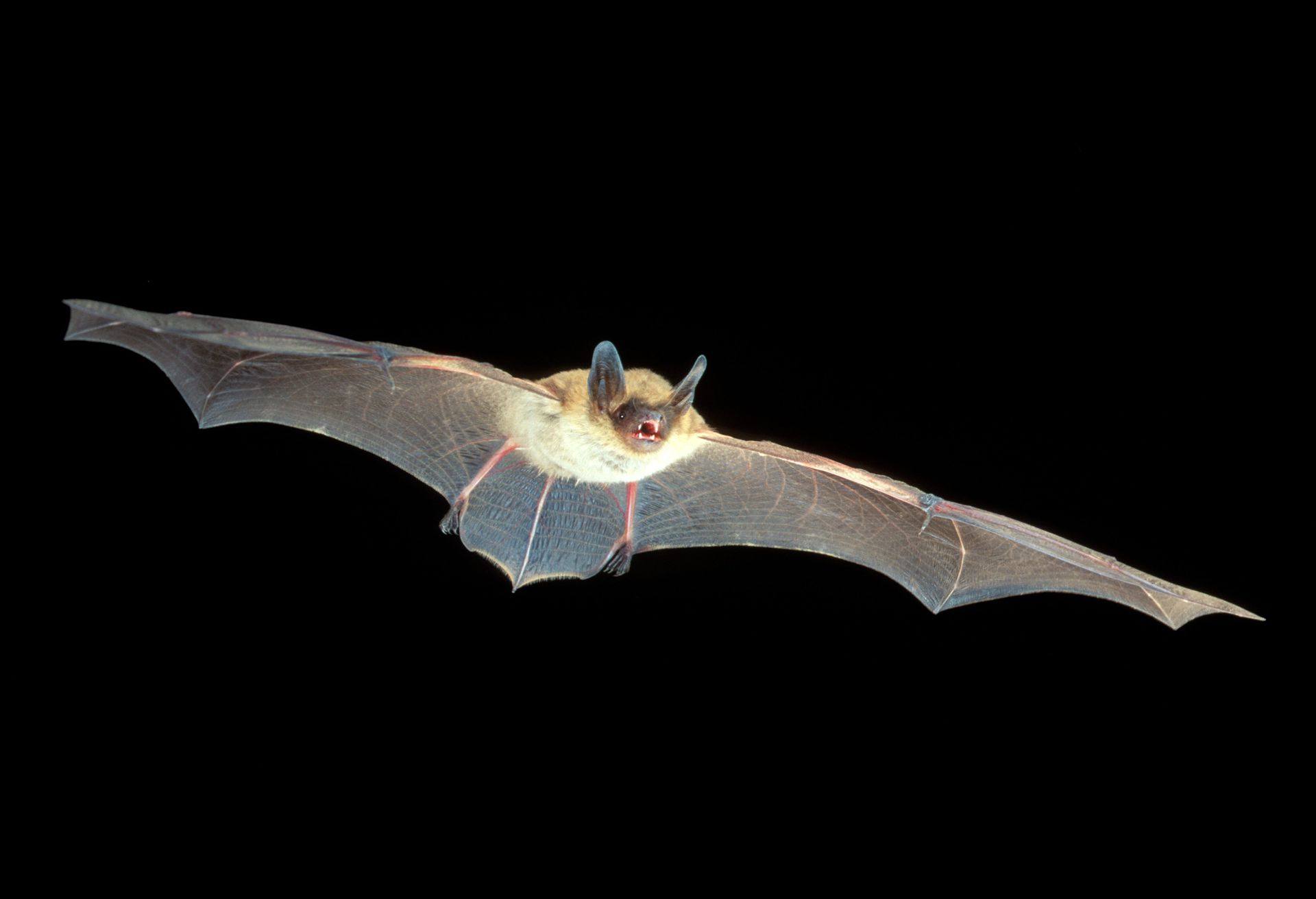 Bat with outstretched wings, flying against a black background common around Hayden Lake ID.