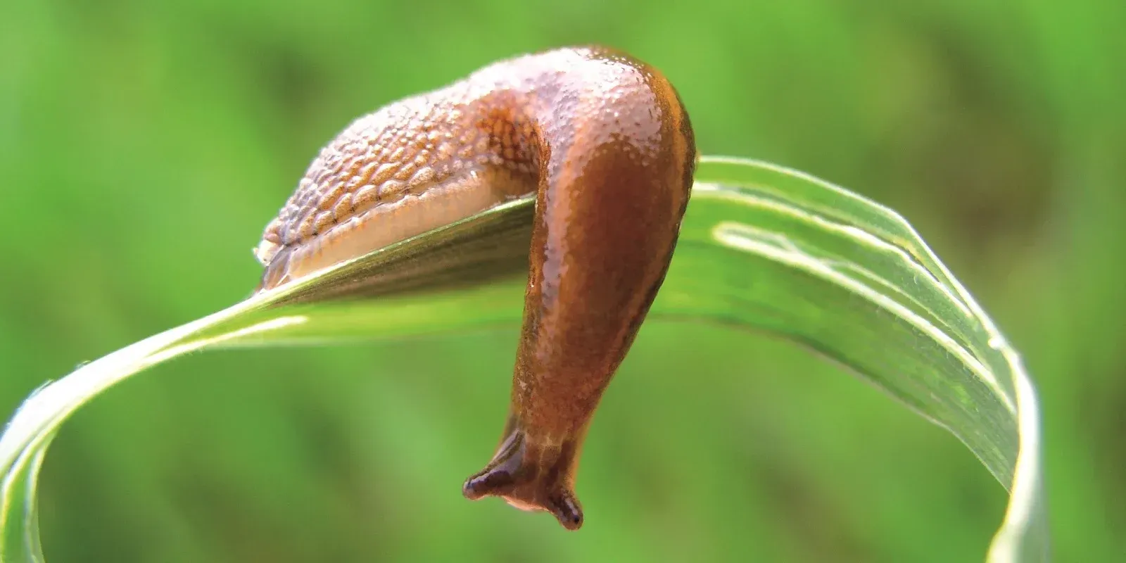 Brown slug clinging to a green leaf against a blurred green background common in Hayden Idaho.