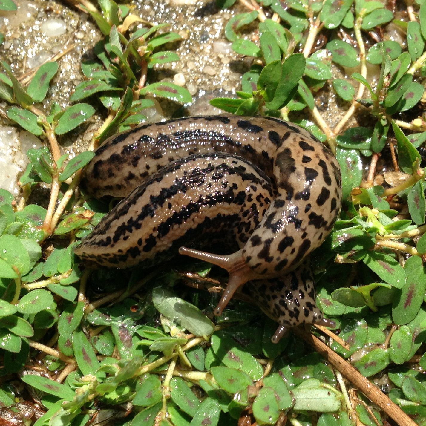 Spotted leopard slug on green foliage. Brown and black markings on its body common in Post Falls.