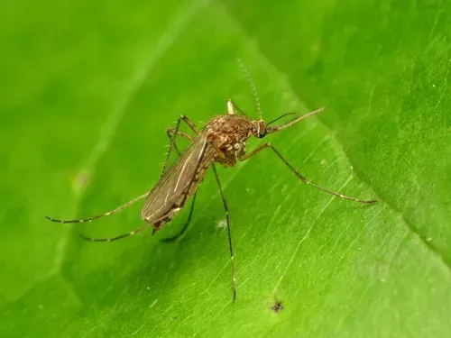 Mosquito on a green leaf; it has a long proboscis and delicate legs Common in Post Falls.