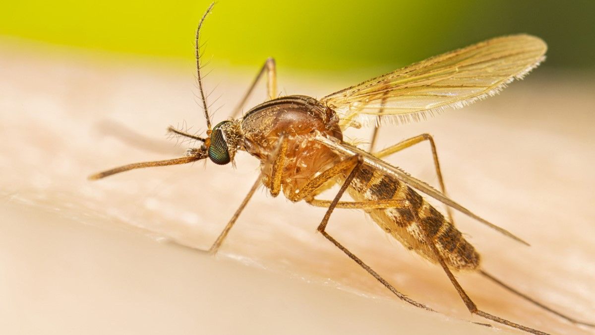 Mosquito sucking blood; detailed insect with wings, legs, and a long proboscis, viewed in close-up common in Spokane.