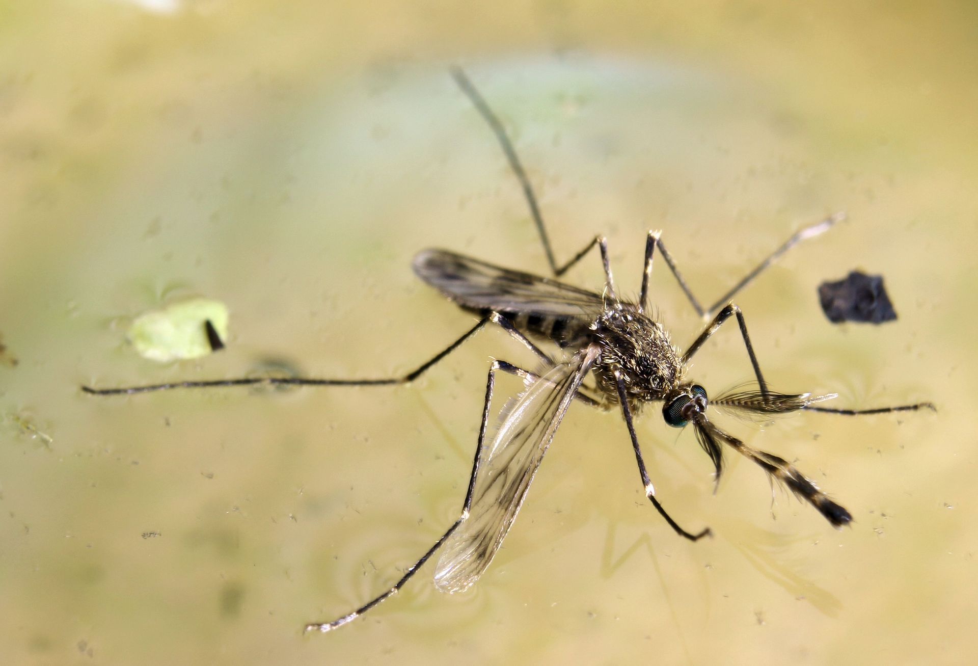 Mosquito floating in yellowish water, with long legs and wings visible common in Coeur d'Alene Idaho.