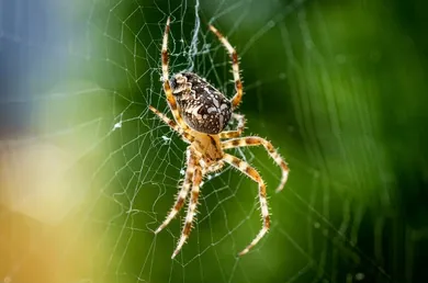 Orb Weaver Spider in web, brown and tan, set against a blurred green backdrop common in Spokane and Kootenai County