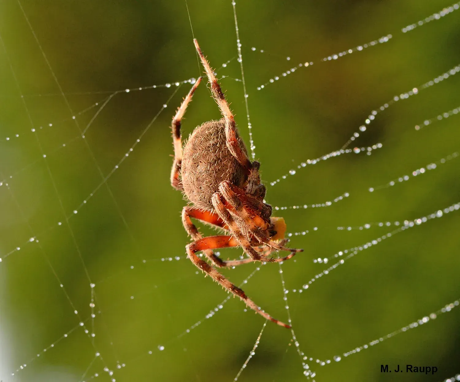 Brown spider suspended in a web, with droplets of water next to a house in Sandpoint ID.