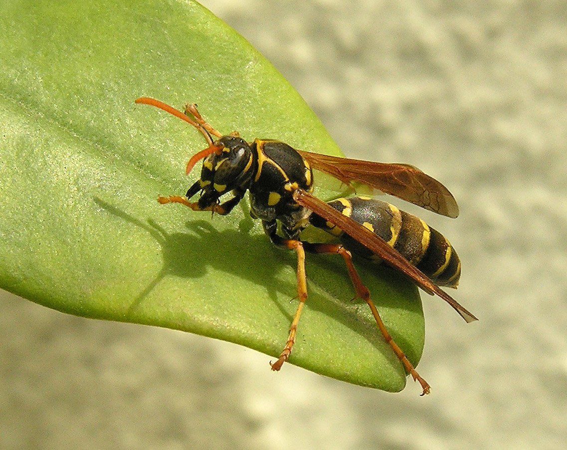 Yellow jacket wasp with black and yellow stripes resting on a green leaf next to a house in Rathdrum ID.