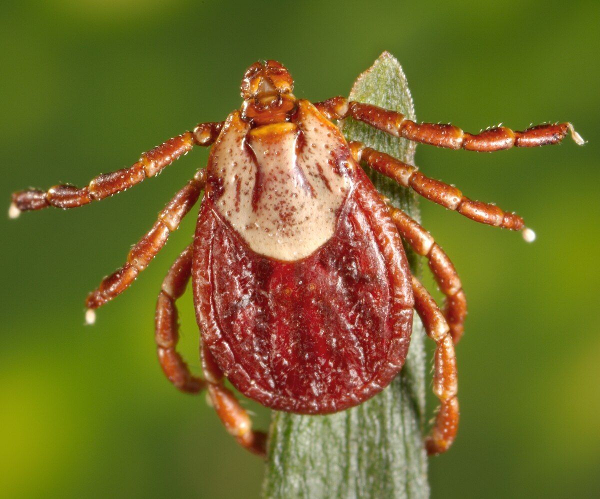 Tick clinging to a green blade of grass, red and brown body, eight legs common in Kootenai County.