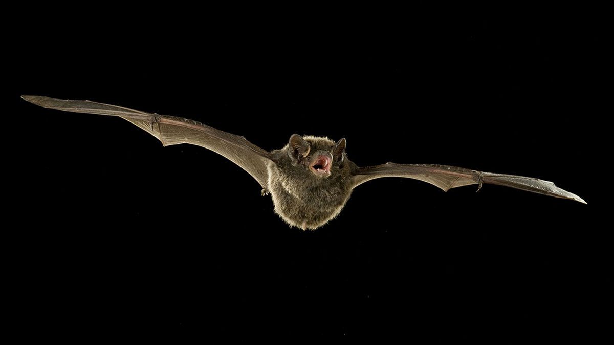 Bat in mid-flight against a black background, mouth open, wings spread. Common around homes on lake Coeur d'Alene.