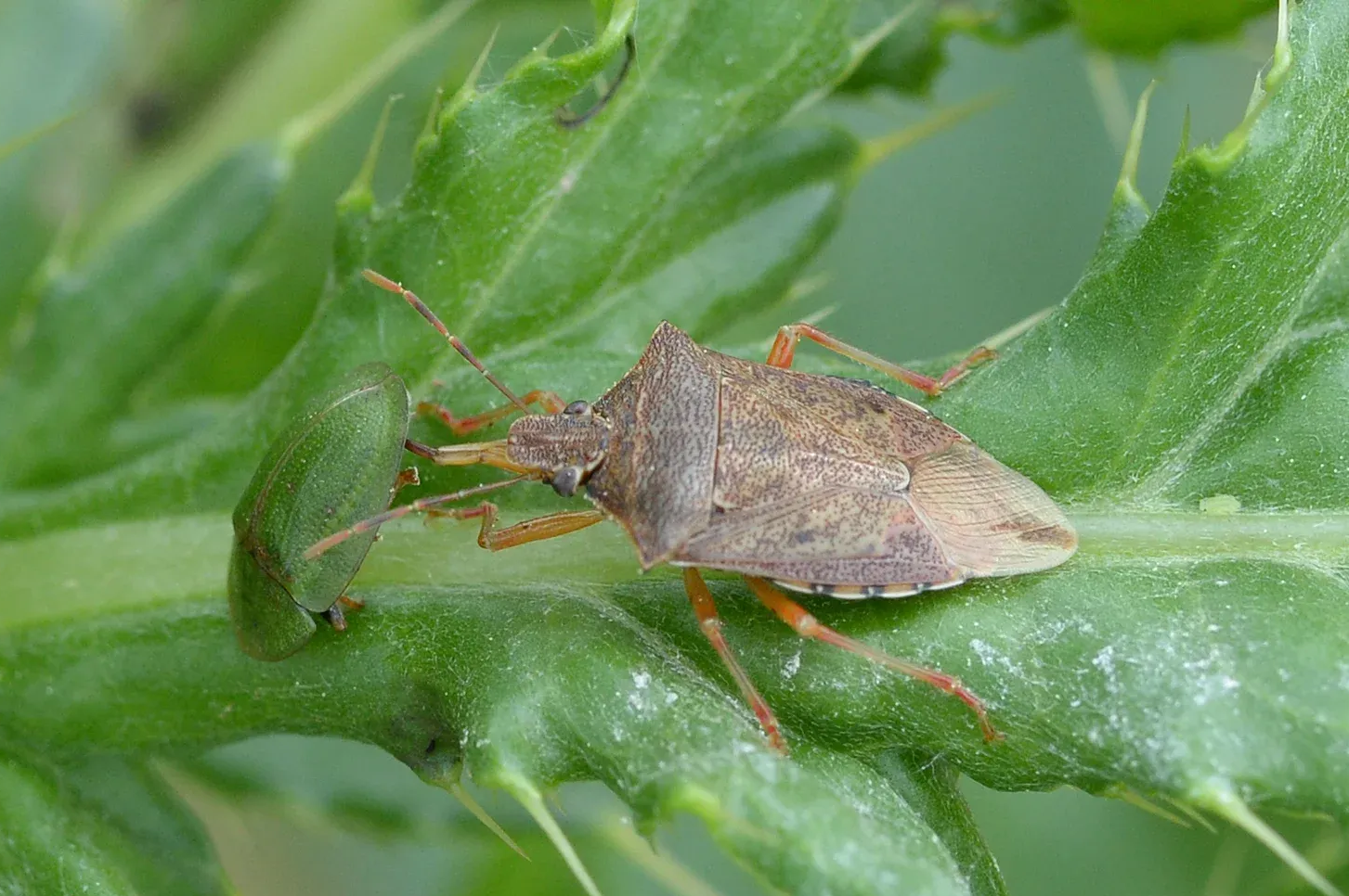 Brown and green stink bugs on a green, spiky leaf common around homes in Hayden Idaho.