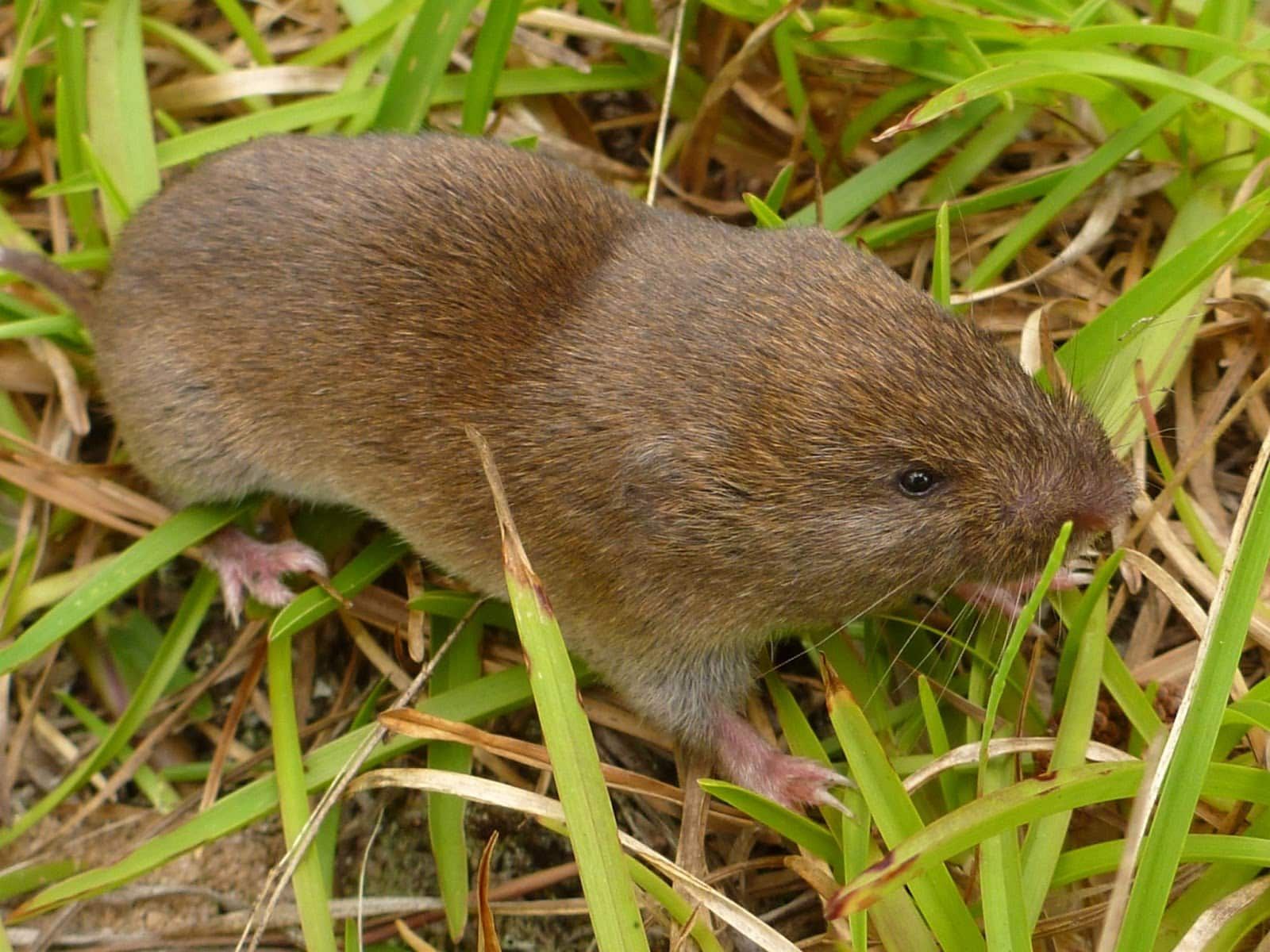 Brown vole in green grass in a customers yard located in Rathdrum Idaho.