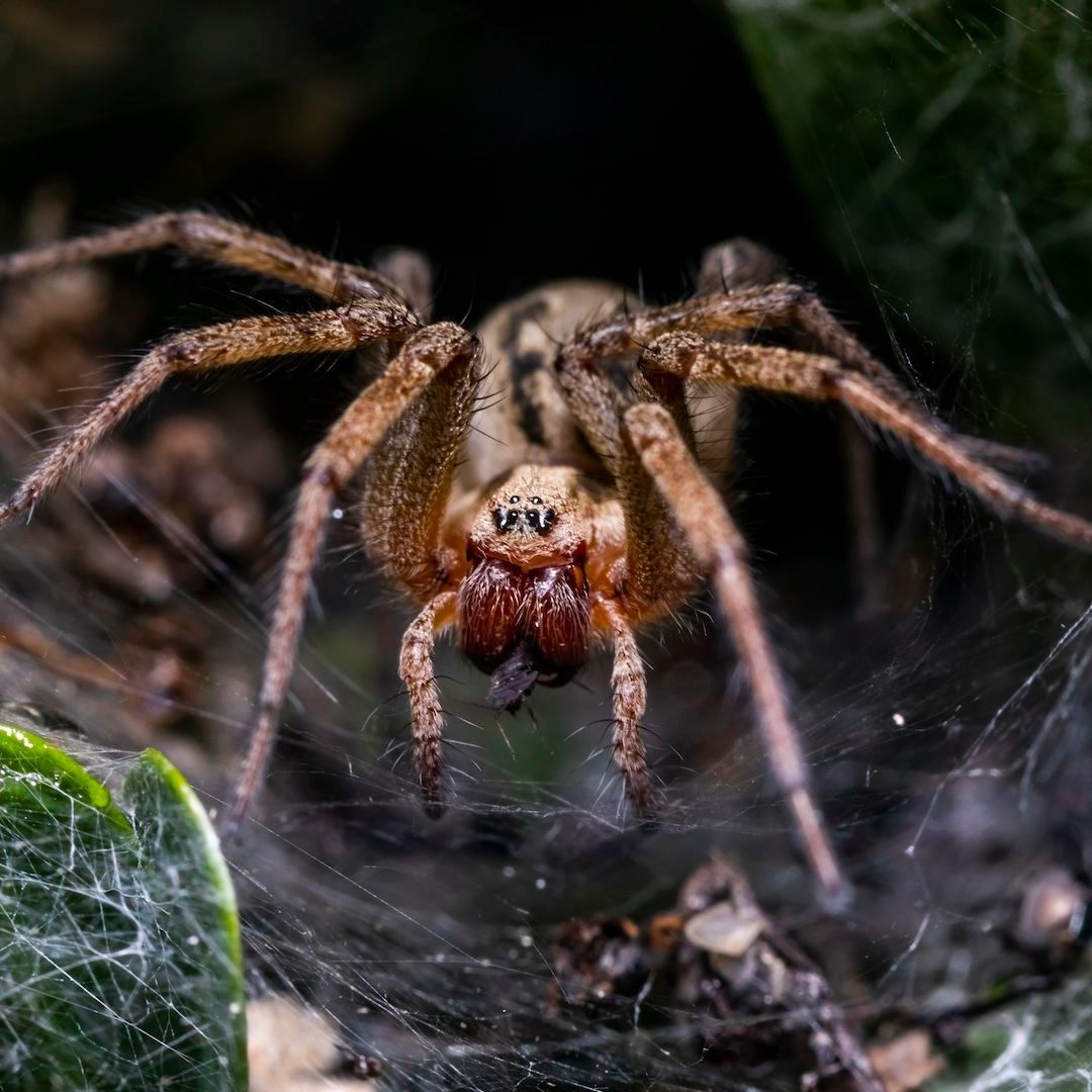Brown spider in web, with large fangs, in a dark, natural setting near home next to Black Rock Community in Idaho.