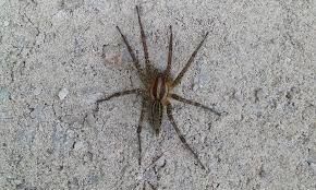 Brown spider with striped back on light gray textured surface near a home in Hayden.
