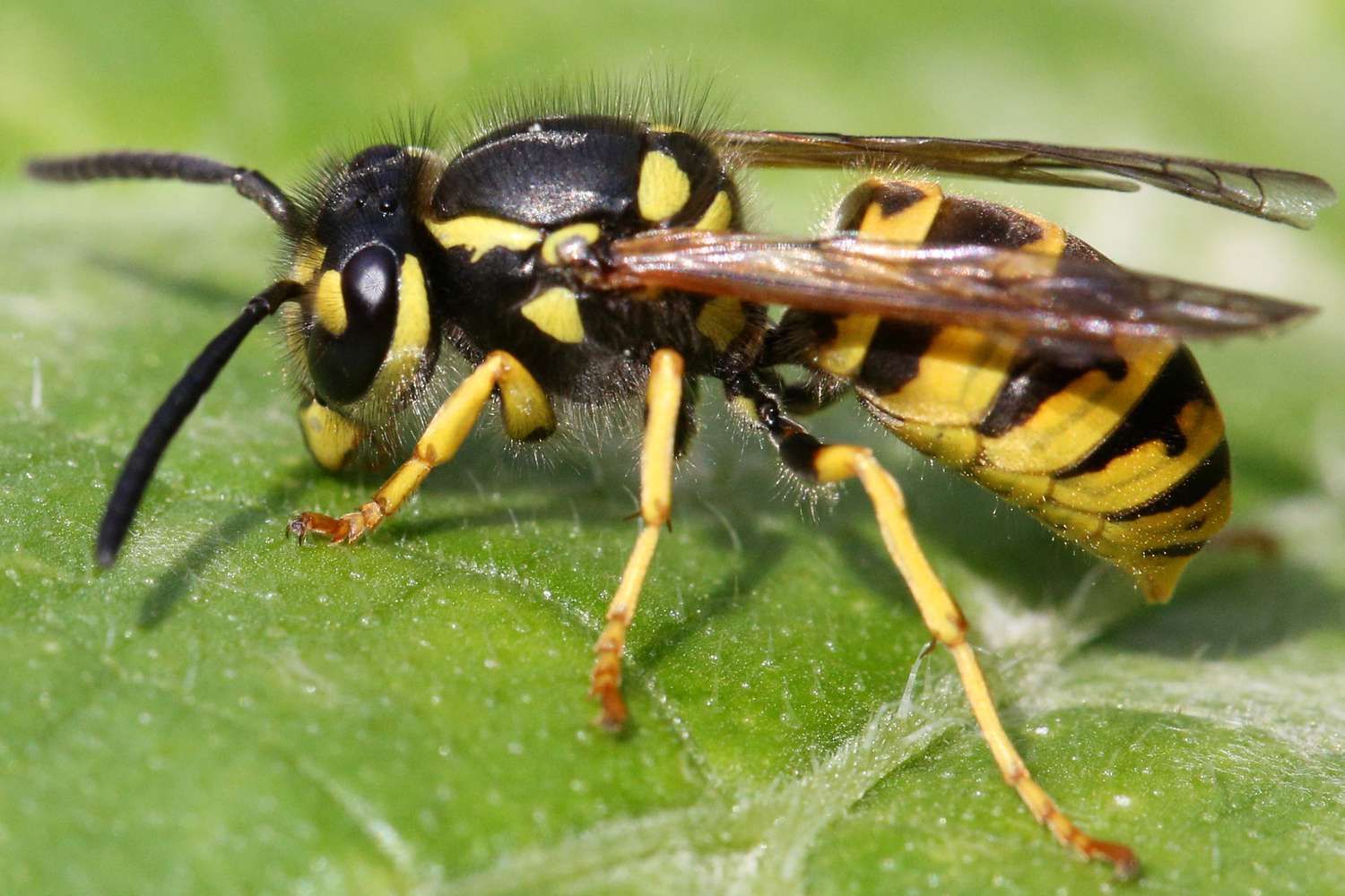 Yellow and black wasp on a green leaf common in North Idaho and Spokane.
