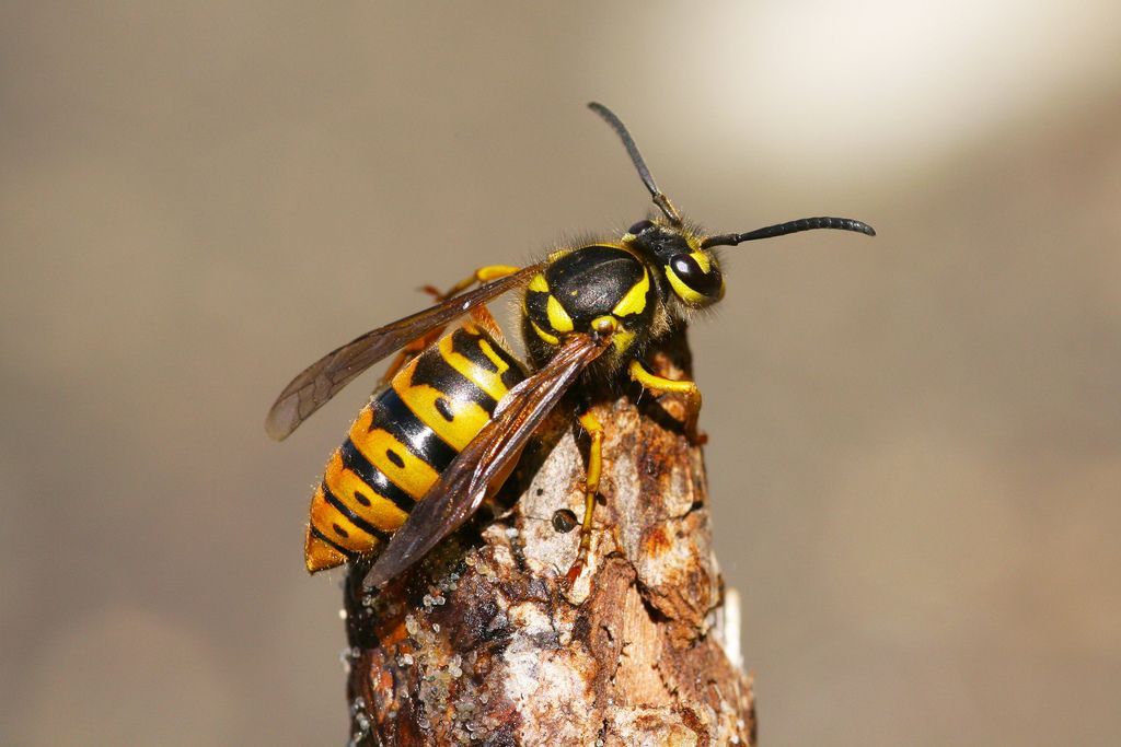 Yellow and black wasp perched on a brown twig near a Gozzer Ranch home.