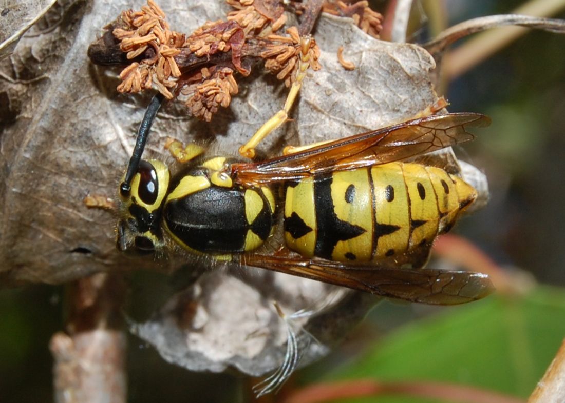 Yellow and black wasp on a nest, with a black head, and yellow and black striped abdomen common near Black Rock.