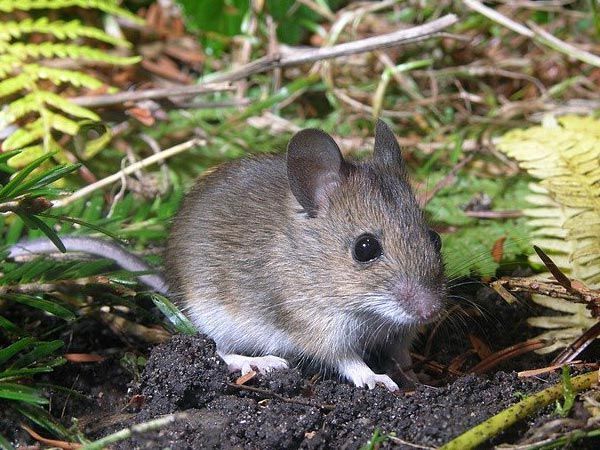 A small brown mouse with large ears and black eyes sits on the ground surrounded by plants common in Sandpoint Idaho.