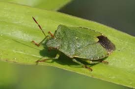 Green shield bug on a green leaf common in Spokane.