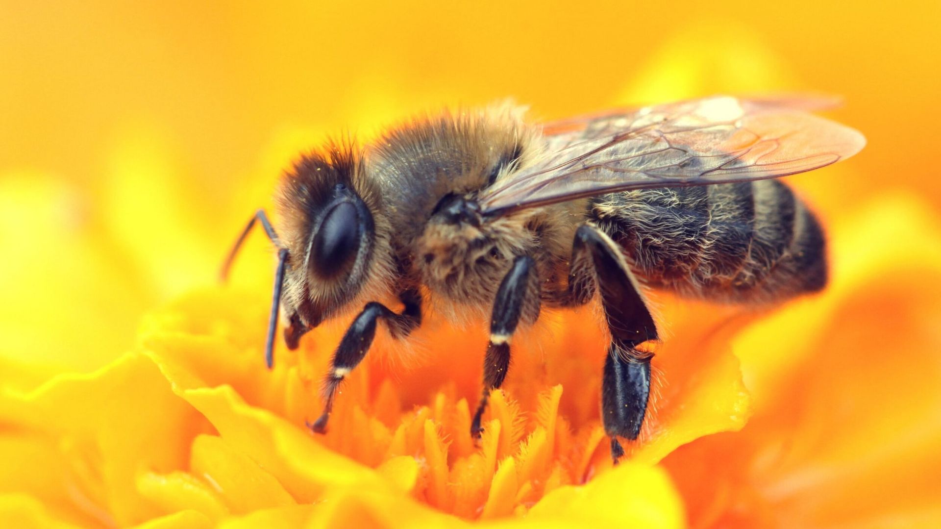 Bee perched on a bright yellow flower, its wings visible, foraging in Liberty Lake WA