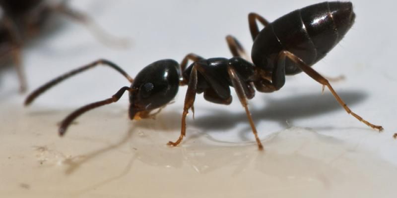 Black ant on a light surface. It has antennae extended, and is likely consuming a liquid inside a home in Hayden.