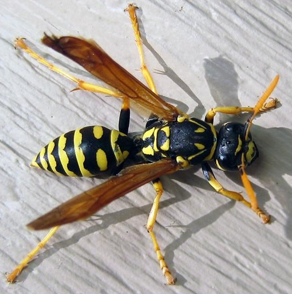 Yellow and black wasp on a light surface with wings extended common in Hayden.