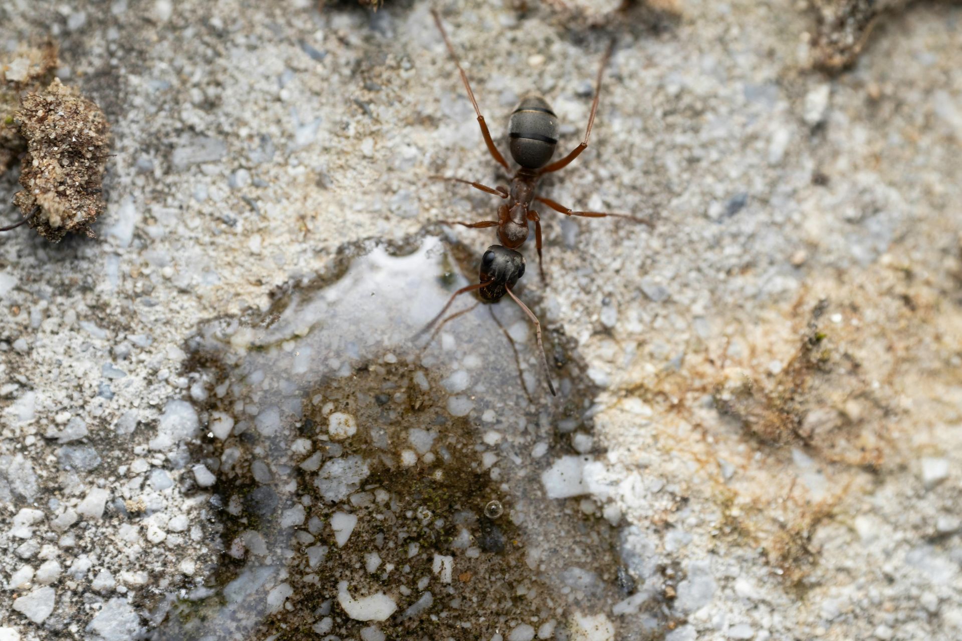 Ant drinking from a puddle on a textured, light gray surface common around homes in North Idaho.