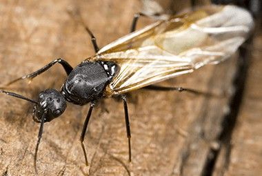 Black carpenter ant with wings on wood common in Kootenai County Idaho.