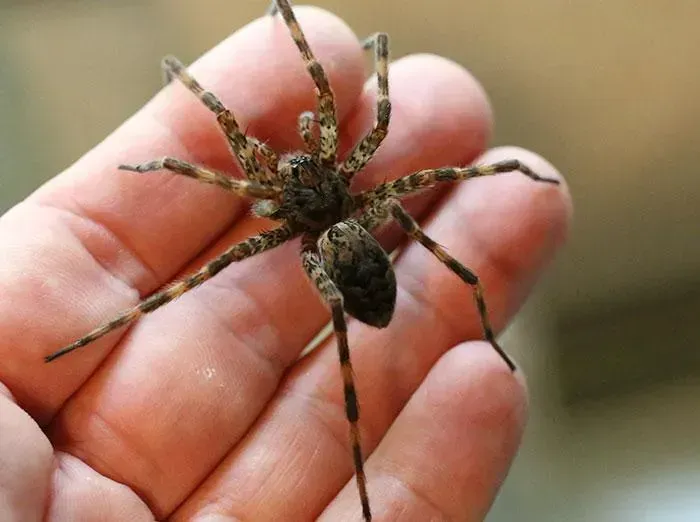 A brown and tan wolf spider rests on a person's open hand, showcasing its patterned legs common in Sandpoint.