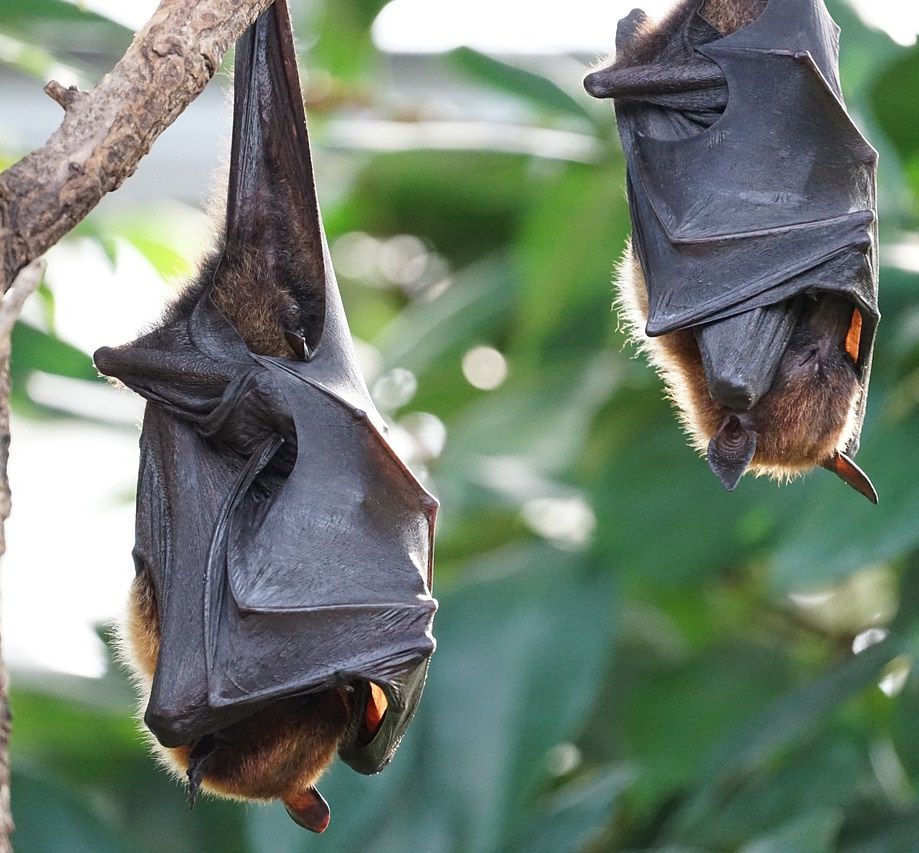 Quelle: pixabay, Fledermaus im Fort Hahneberg in Staaken Fledermaus im Fort Hahneberg in Staaken