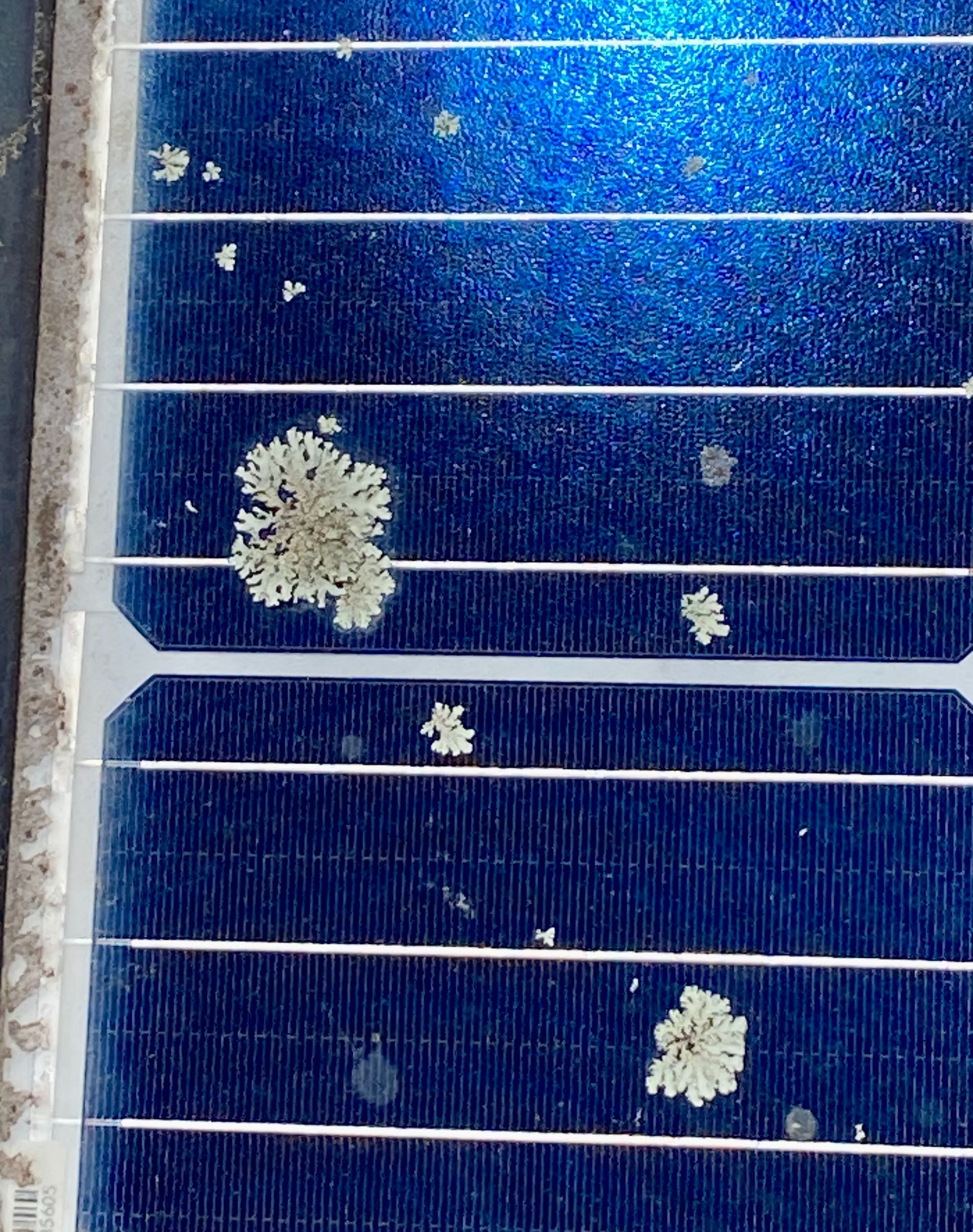 A Man Is Cleaning Solar Panels On A Roof With A Hose — Freshwater Exterior Cleaning in Lennox Head, NSW