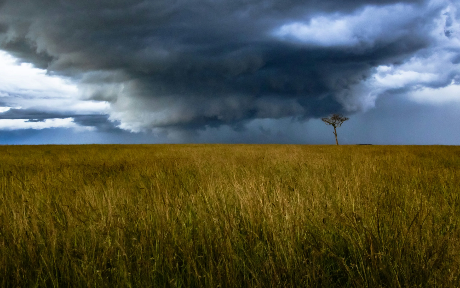 Dark storm clouds over a grassy savanna with a single tree.