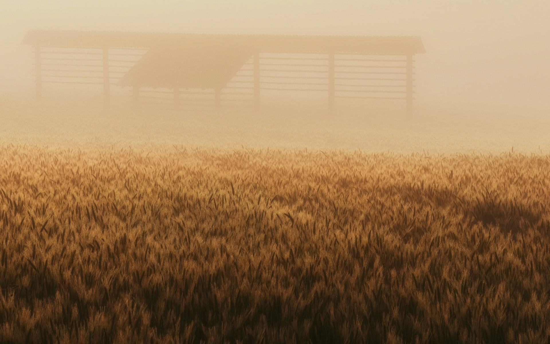 Wheat field in morning fog with a wooden structure in the background, lit by golden light.