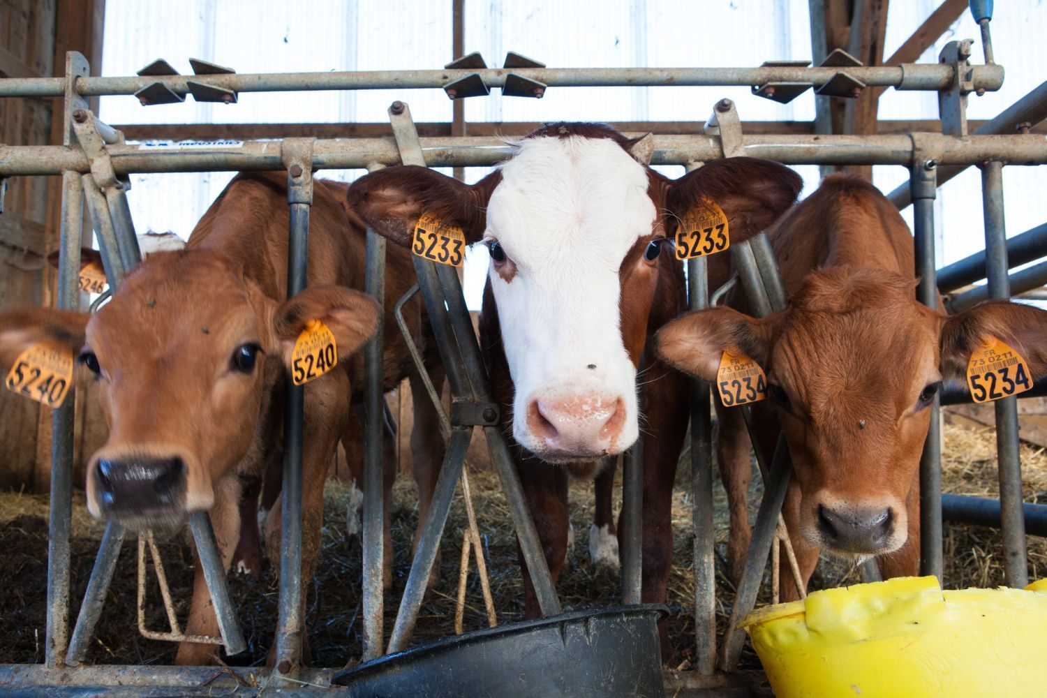 Three brown cows and one with a white face peering through a metal stall in a barn.