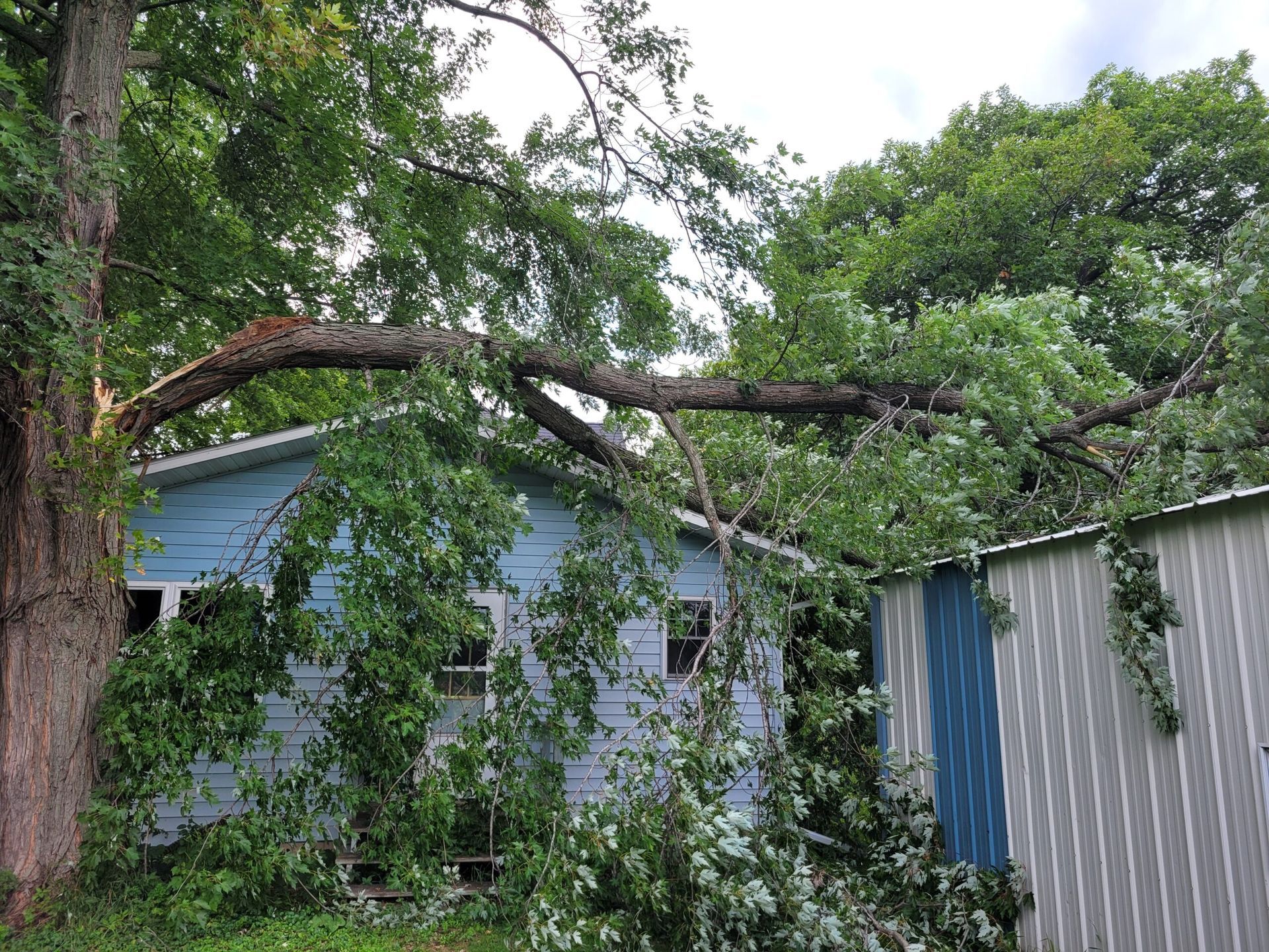 A tree has fallen on top of a house.