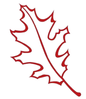 A red leaf with a long stem on a white background.