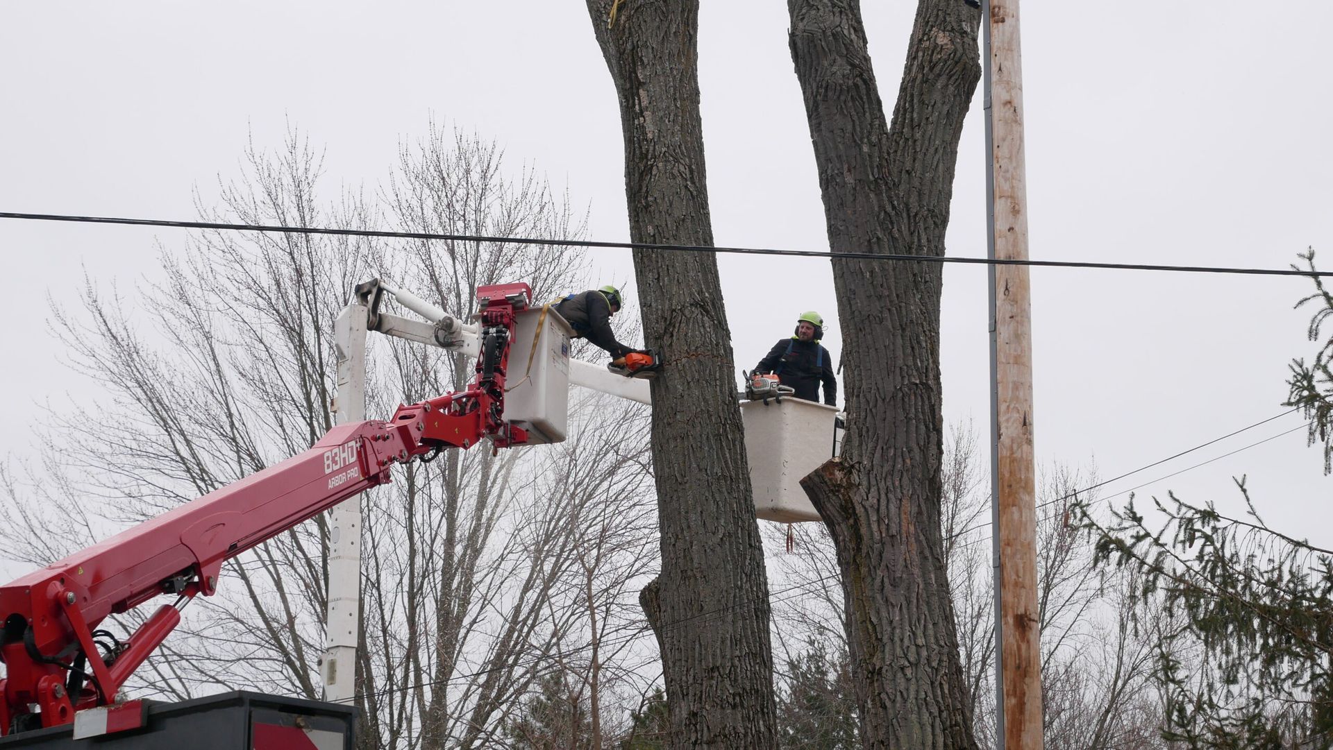 Two men are cutting a tree with a crane.
