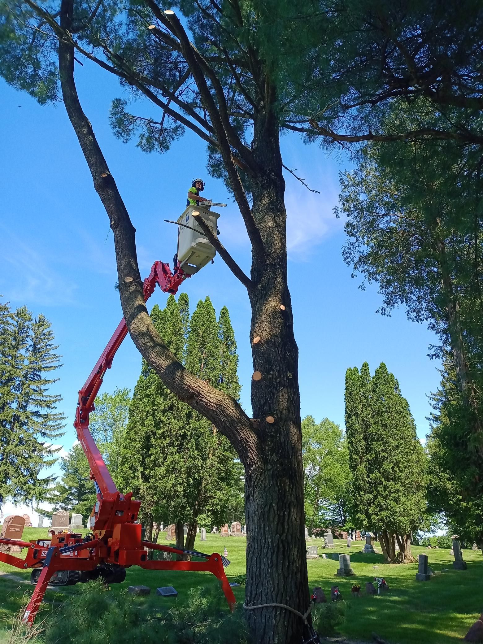 A man is cutting a tree with a crane in a park.